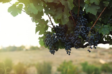 Delicious ripe grapes in vineyard. Harvest season Photo of Delicious ripe grapes in vineyard. Harvest season
