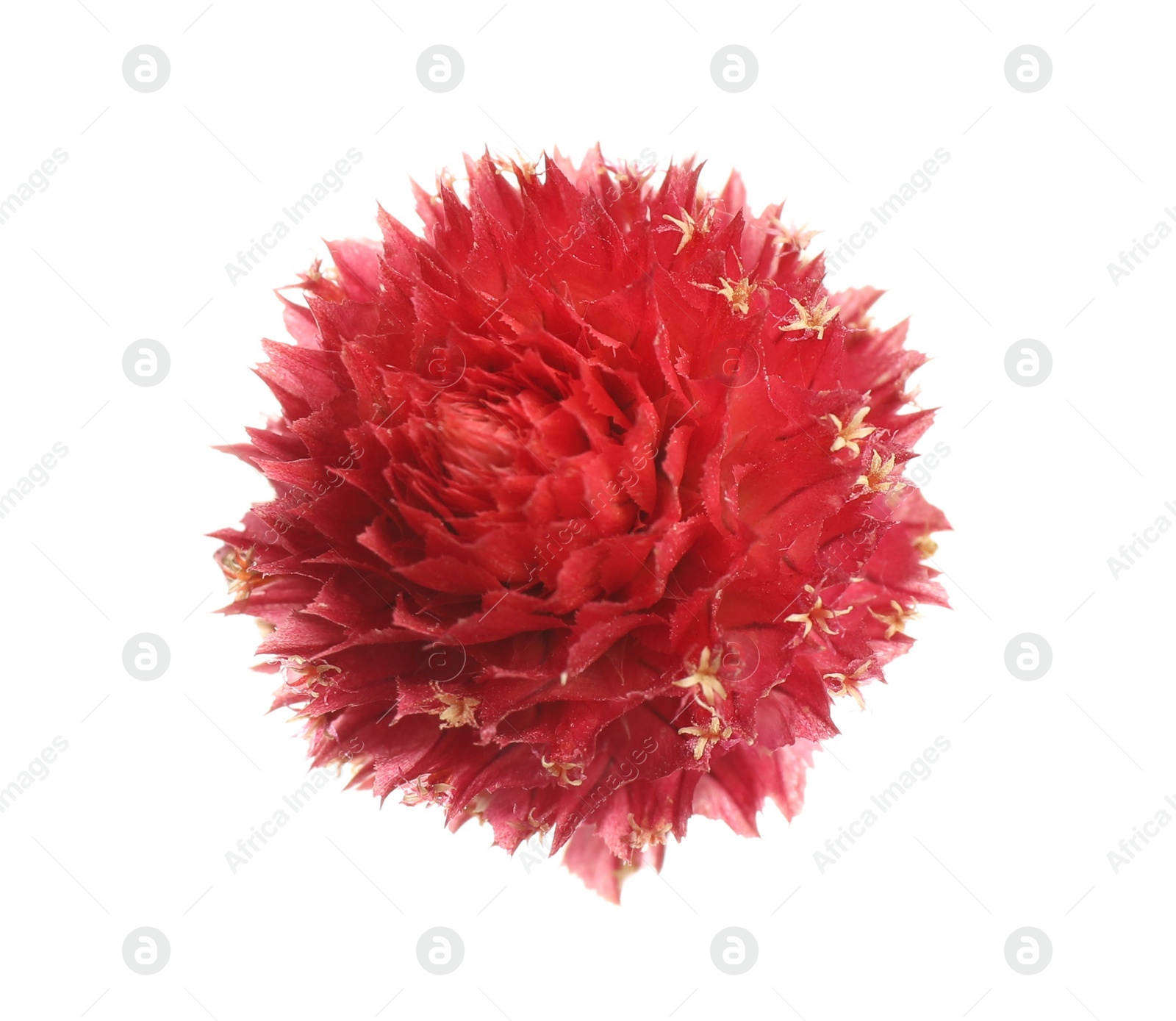 Beautiful red gomphrena flower isolated on white, top view Photo of Beautiful red gomphrena flower isolated on white, top view