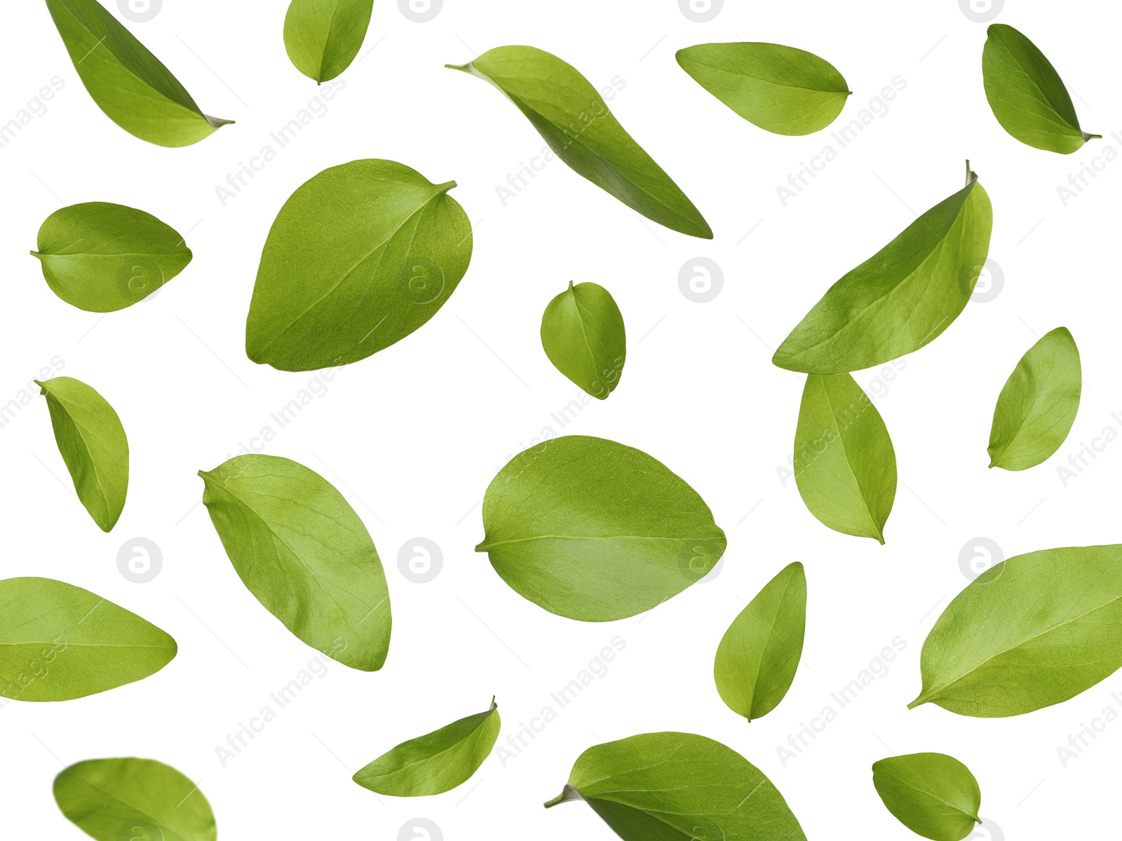 Beautiful fresh green leaves flying on white background, collage Image of Beautiful fresh green leaves flying on white background, collage