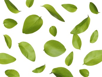 Beautiful fresh green leaves flying on white background, collage Image of Beautiful fresh green leaves flying on white background, collage