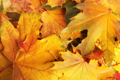 Beautiful golden autumn leaves as background, top view Photo of Beautiful golden autumn leaves as background, top view