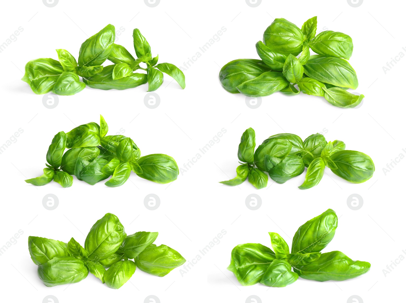 Image of Set of fresh green basil leaves on white background