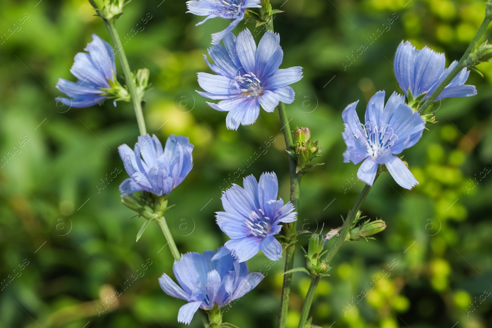 Beautiful blooming chicory flowers growing outdoors, closeup Photo of Beautiful blooming chicory flowers growing outdoors, closeup