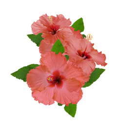 Beautiful tropical hibiscus flowers isolated on white Image of Beautiful tropical hibiscus flowers isolated on white