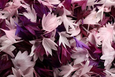 Beautiful colorful cornflowers petals as background, top view Photo of Beautiful colorful cornflowers petals as background, top view