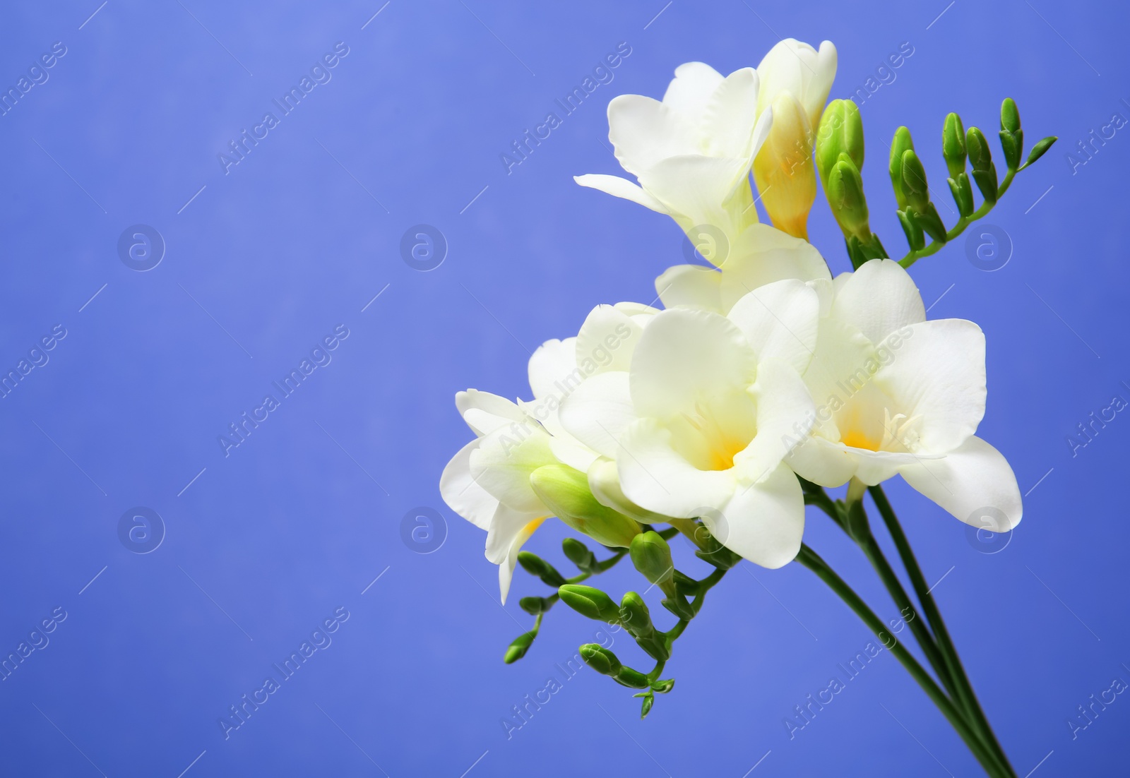 Beautiful freesia flowers on color background Photo of Beautiful freesia flowers on color background