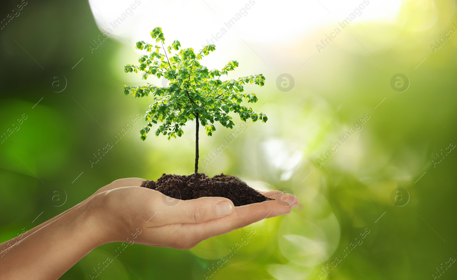 Woman holding pile of soil with small tree on blurred green background, closeup. Eco friendly lifestyle Image of Woman holding pile of soil with small tree on blurred green background, closeup. Eco friendly lifestyle