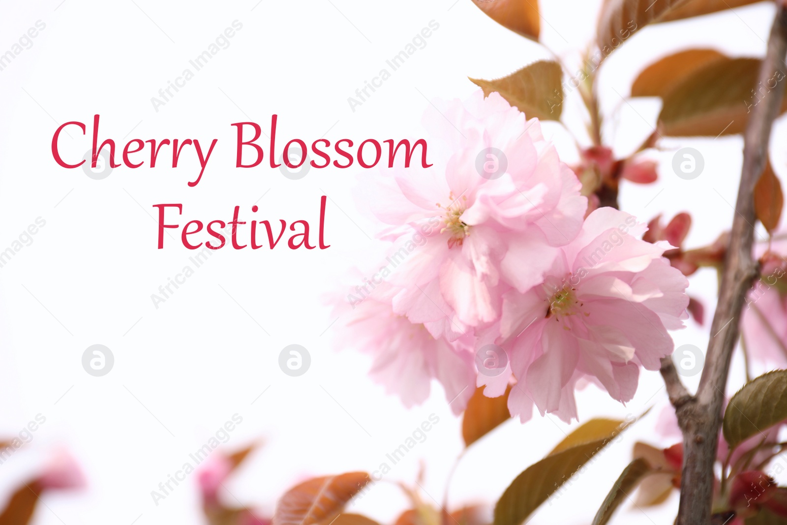 Cherry Blossom Festival. Beautiful blossoming pink sakura tree outdoors Image of Cherry Blossom Festival. Beautiful blossoming pink sakura tree outdoors