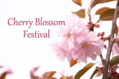 Cherry Blossom Festival. Beautiful blossoming pink sakura tree outdoors Image of Cherry Blossom Festival. Beautiful blossoming pink sakura tree outdoors