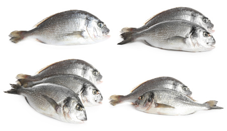 Image of Set of fresh raw dorada fish on white background