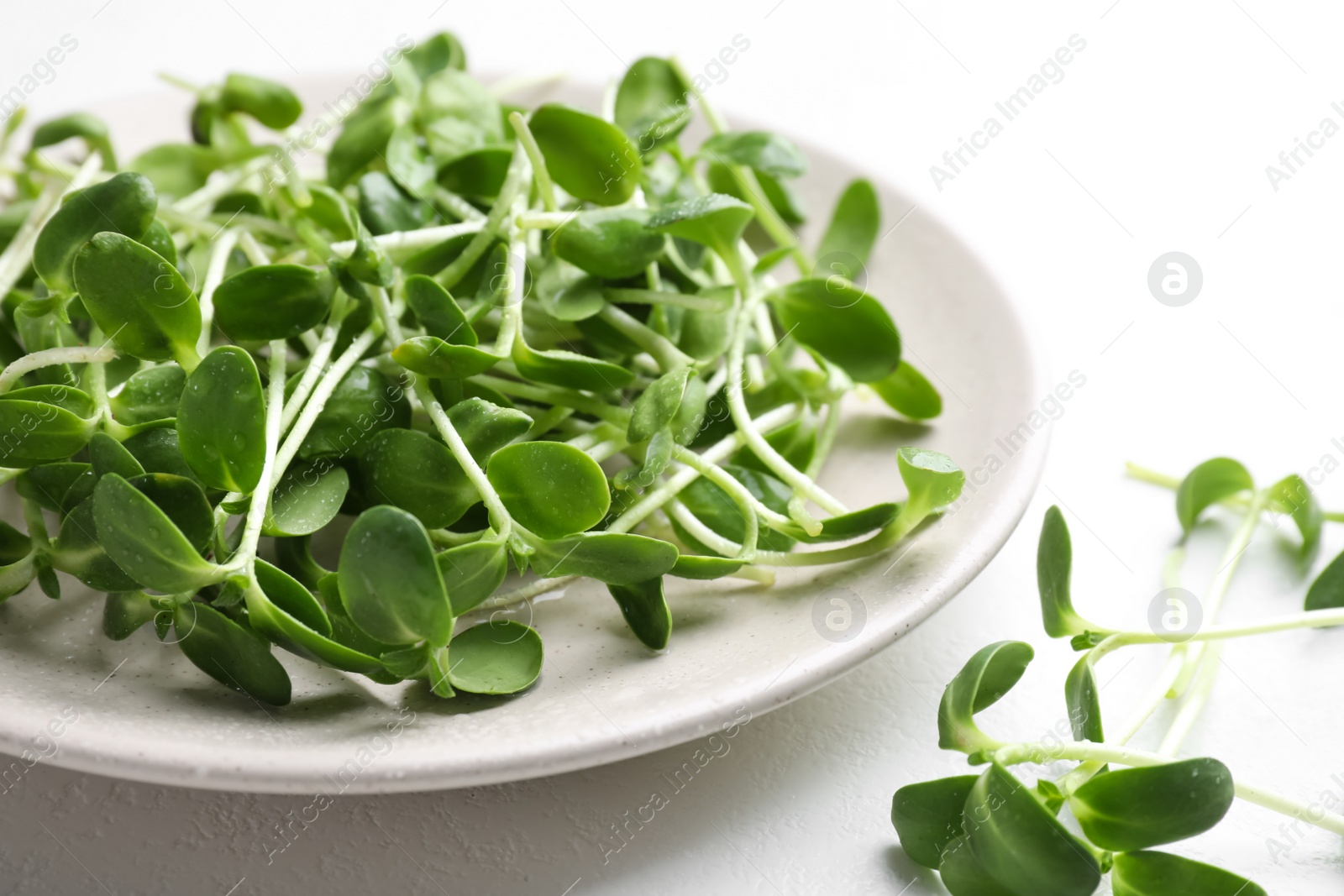 Plate with fresh microgreen on white table, closeup Photo of Plate with fresh microgreen on white table, closeup