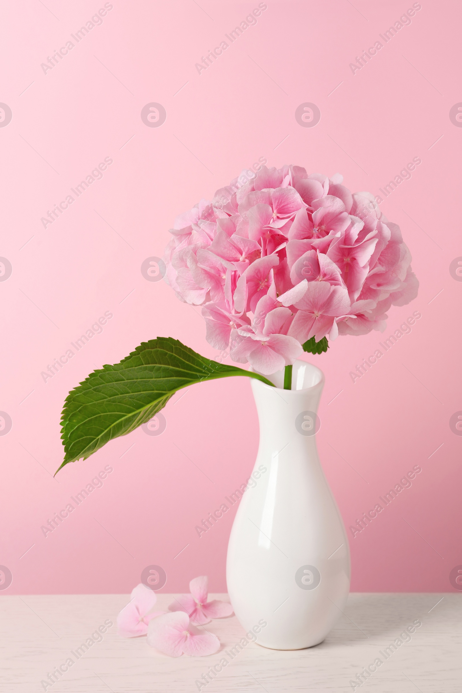 Vase with beautiful hortensia flowers on white wooden table against pink background Photo of Vase with beautiful hortensia flowers on white wooden table against pink background