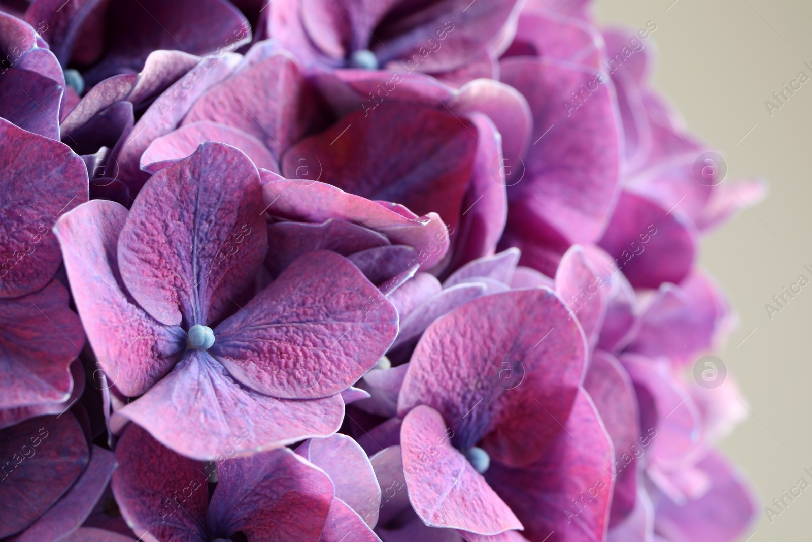 Beautiful violet hortensia flowers on light background, closeup Photo of Beautiful violet hortensia flowers on light background, closeup