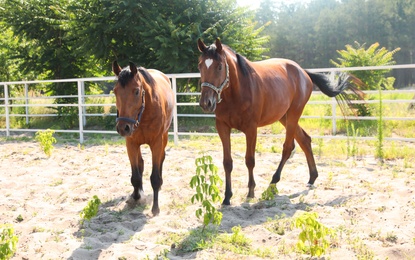 Bay horses in paddock on sunny day. Beautiful pets Photo of Bay horses in paddock on sunny day. Beautiful pets