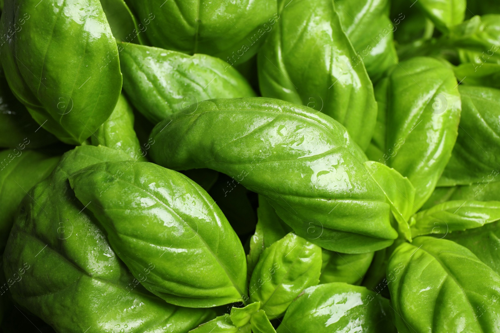 Fresh basil leaves as background, top view Photo of Fresh basil leaves as background, top view