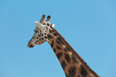 Photo of Closeup view of Rothschild giraffe against blue sky