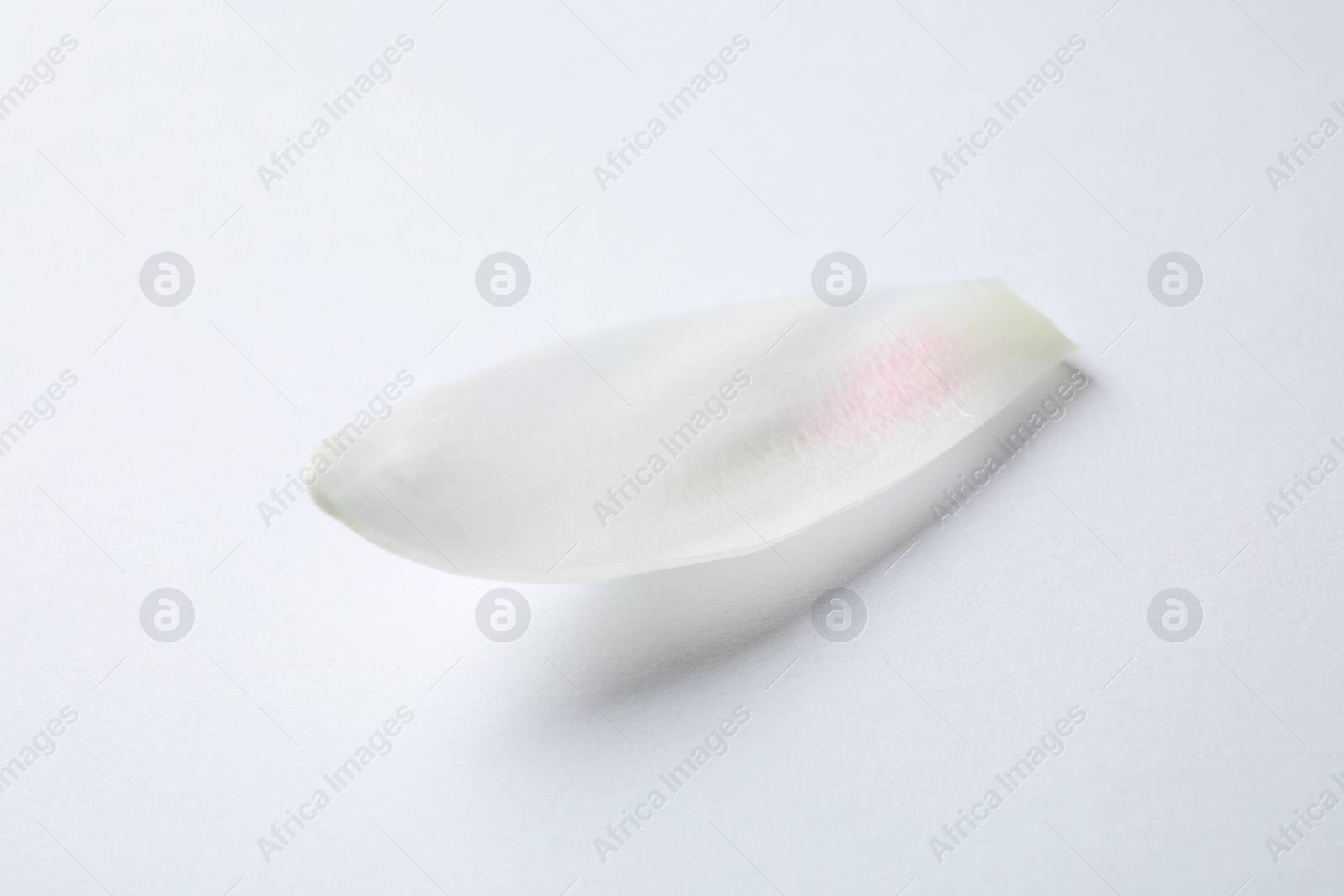 Beautiful lotus flower petal isolated on white Photo of Beautiful lotus flower petal isolated on white