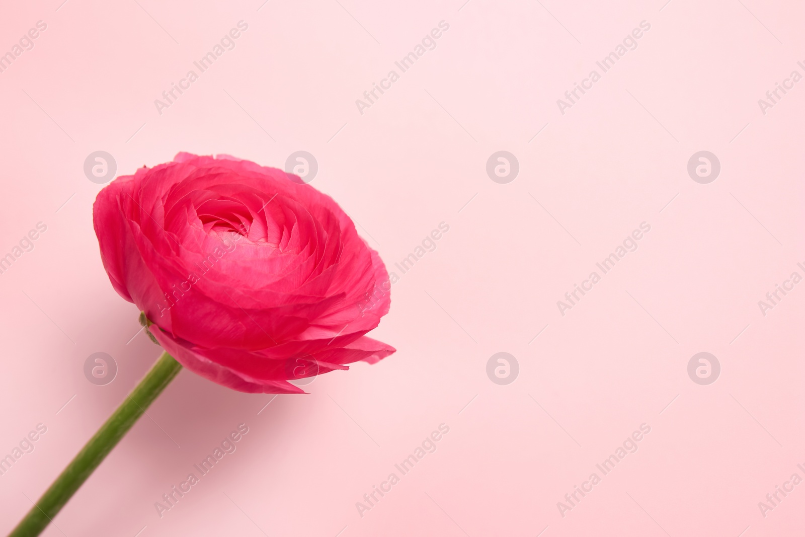 Beautiful ranunculus flower on color background Photo of Beautiful ranunculus flower on color background