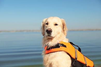 Dog rescuer in life vest near river, closeup Photo of Dog rescuer in life vest near river, closeup