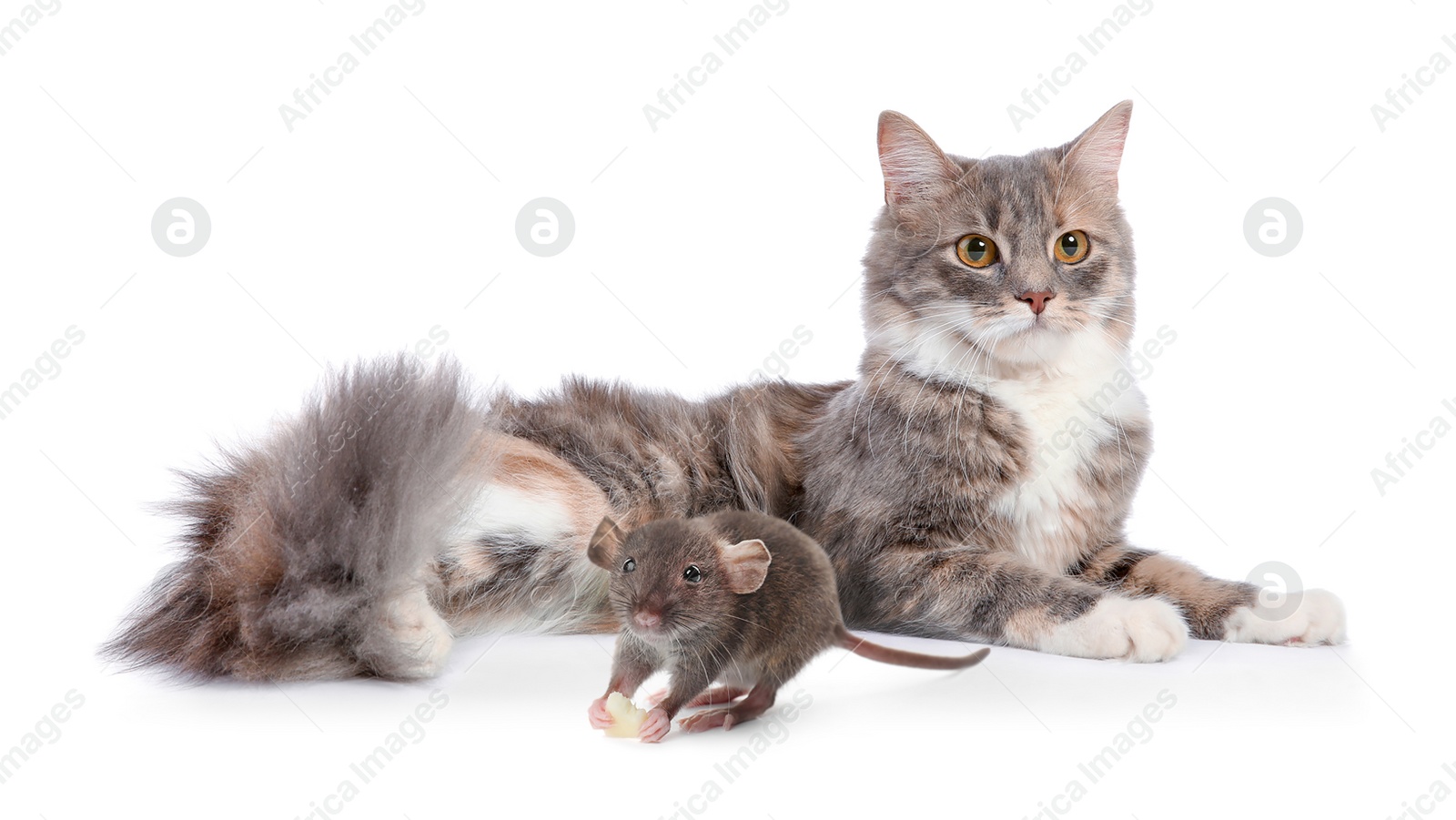 Cute fluffy cat and rat on white background. Lovely pets Image of Cute fluffy cat and rat on white background. Lovely pets