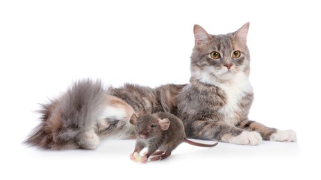 Cute fluffy cat and rat on white background. Lovely pets Image of Cute fluffy cat and rat on white background. Lovely pets