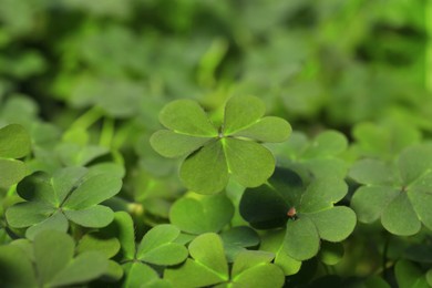 Closeup view of beautiful green clover leaves Photo of Closeup view of beautiful green clover leaves