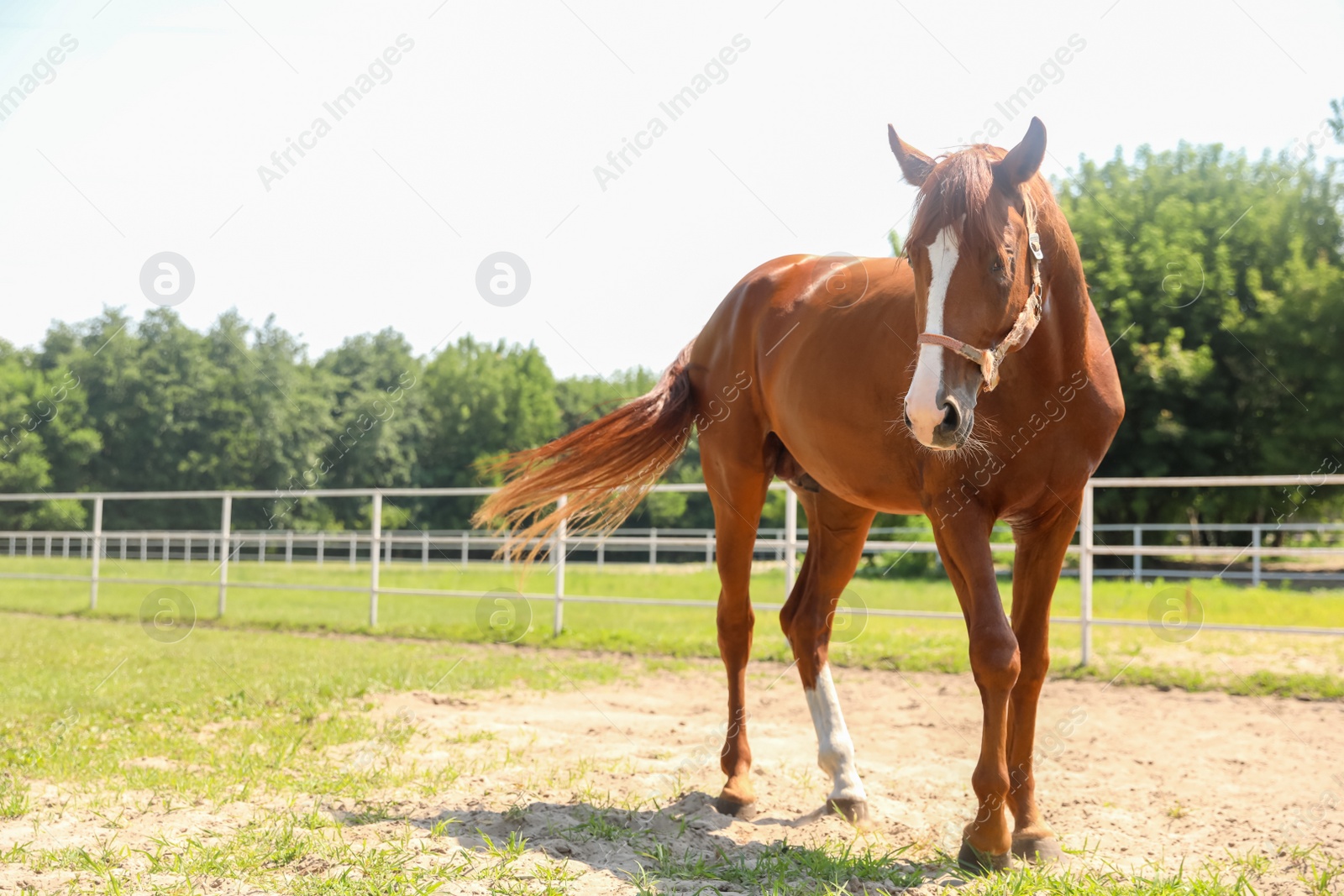 Chestnut horse in paddock on sunny day. Beautiful pet Photo of Chestnut horse in paddock on sunny day. Beautiful pet