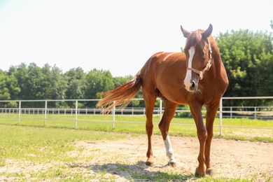 Chestnut horse in paddock on sunny day. Beautiful pet Photo of Chestnut horse in paddock on sunny day. Beautiful pet