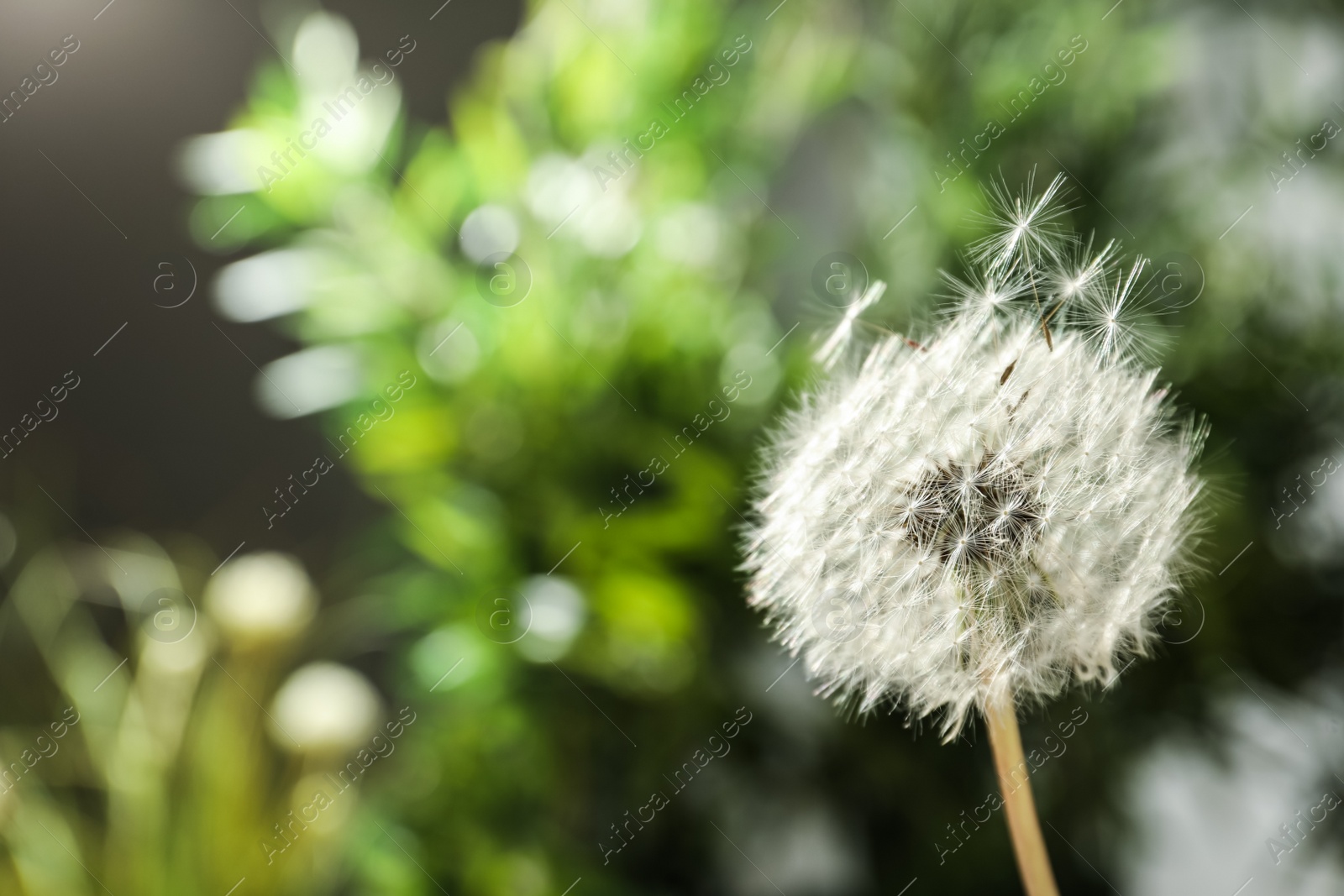Beautiful dandelion flower on blurred green background. Space for text Photo of Beautiful dandelion flower on blurred green background. Space for text