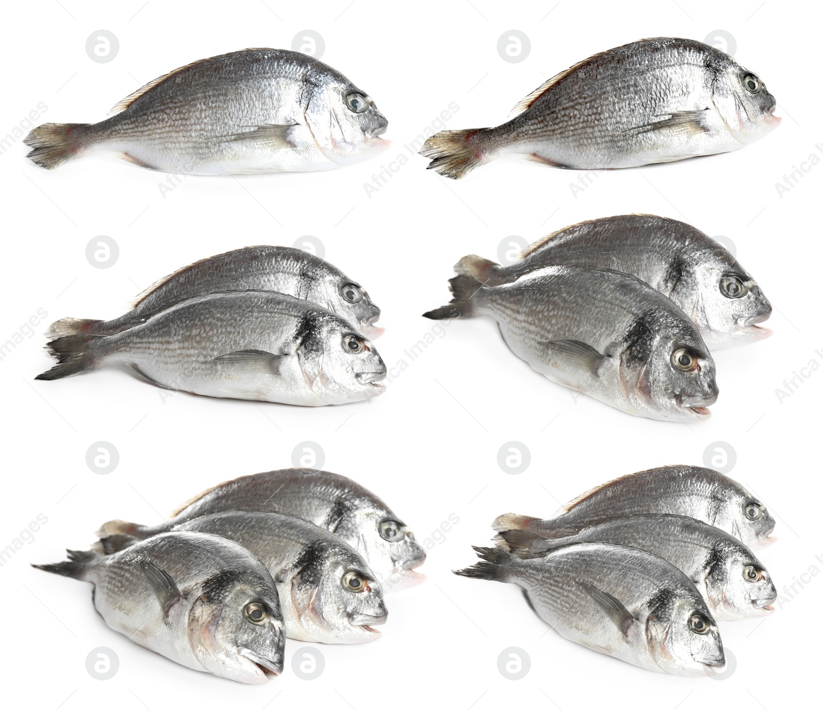 Image of Set of fresh raw dorada fish on white background