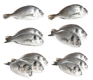 Image of Set of fresh raw dorada fish on white background