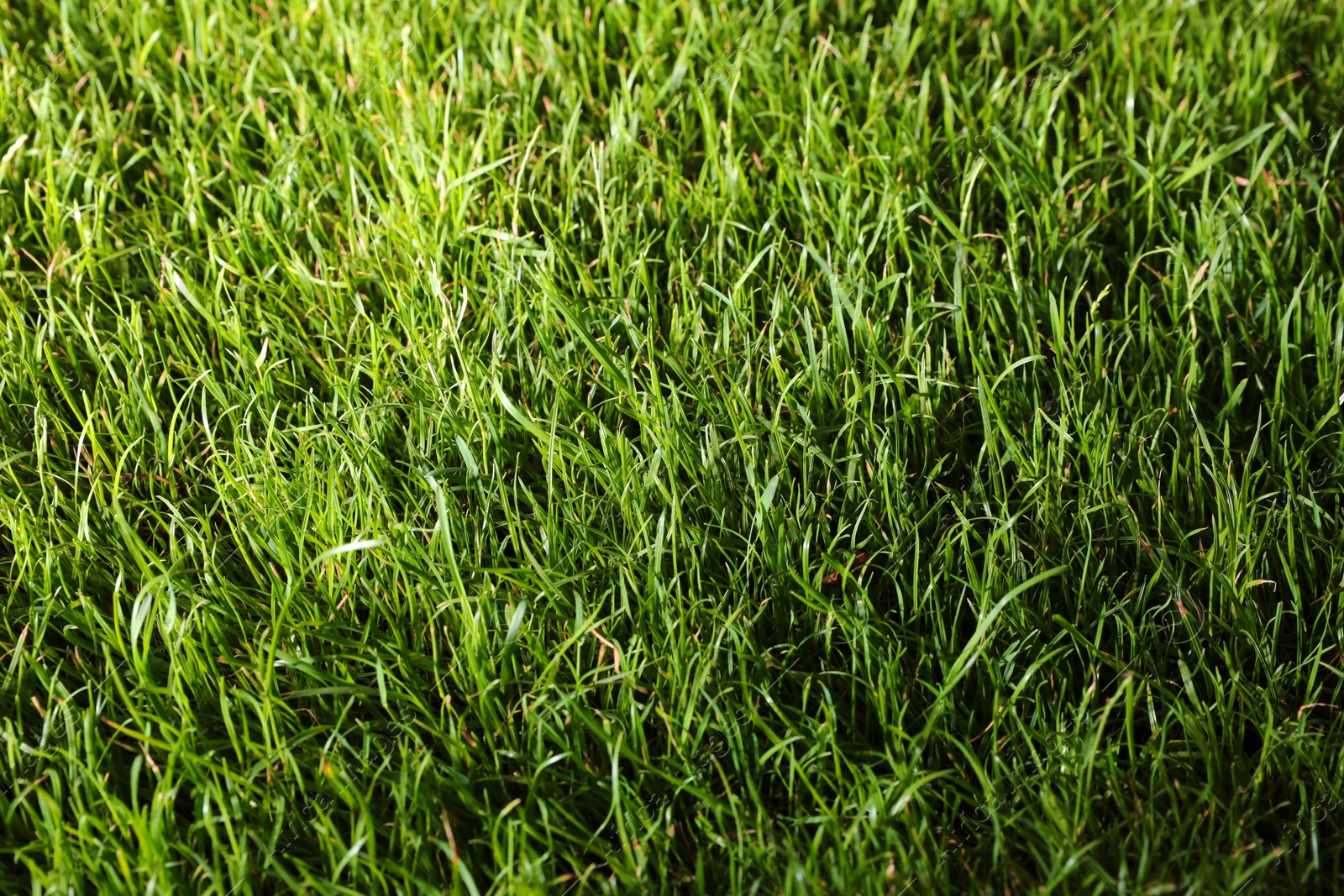 Green lawn with fresh grass as background, closeup Photo of Green lawn with fresh grass as background, closeup