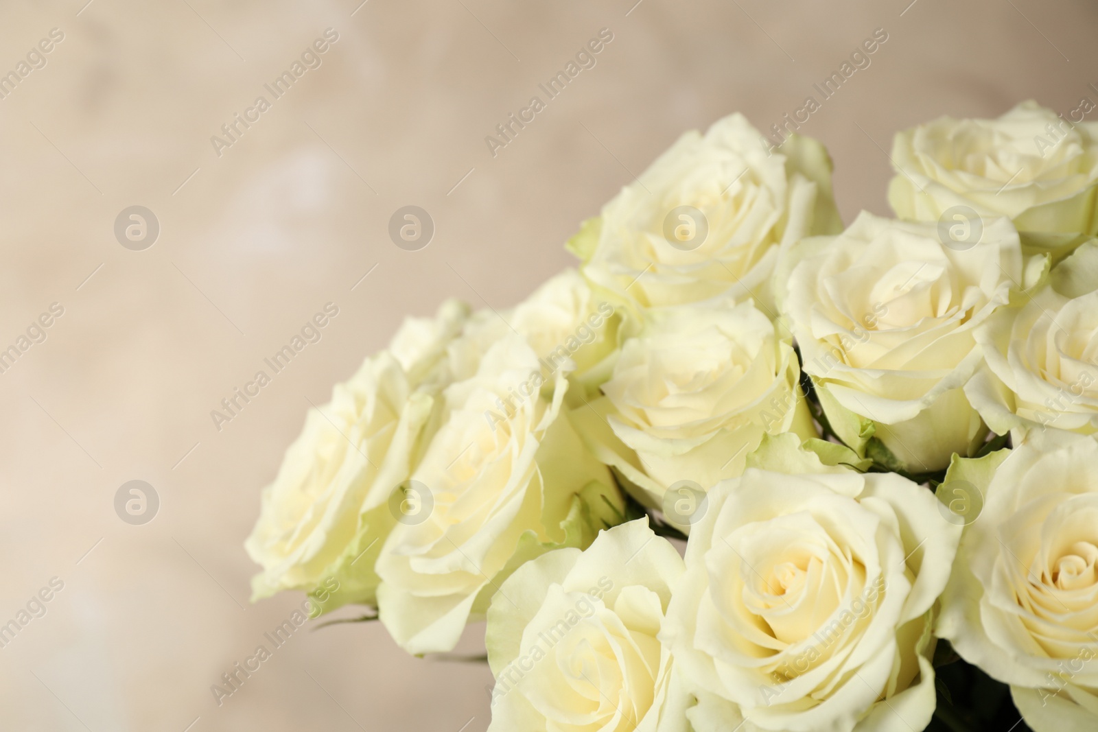 Luxury bouquet of fresh roses on beige background, closeup Photo of Luxury bouquet of fresh roses on beige background, closeup