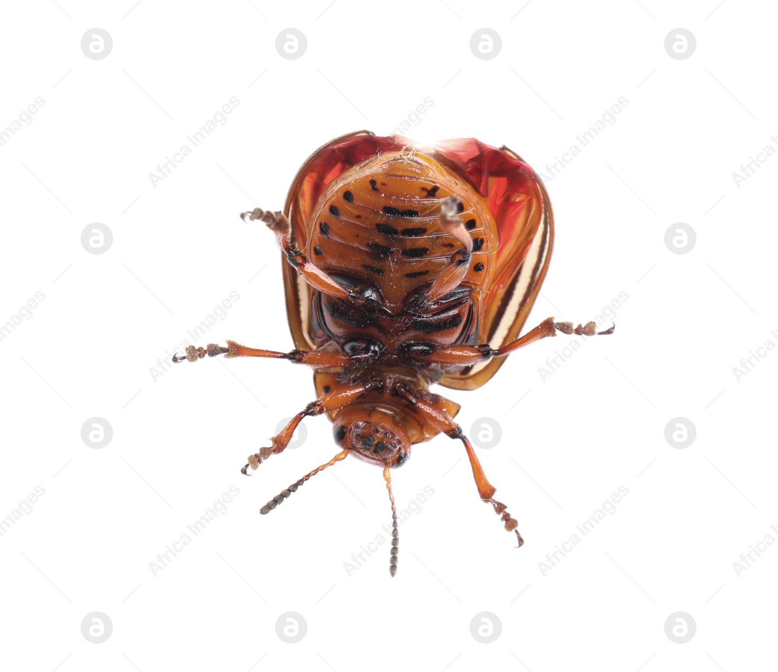 One colorado potato beetle isolated on white Photo of One colorado potato beetle isolated on white