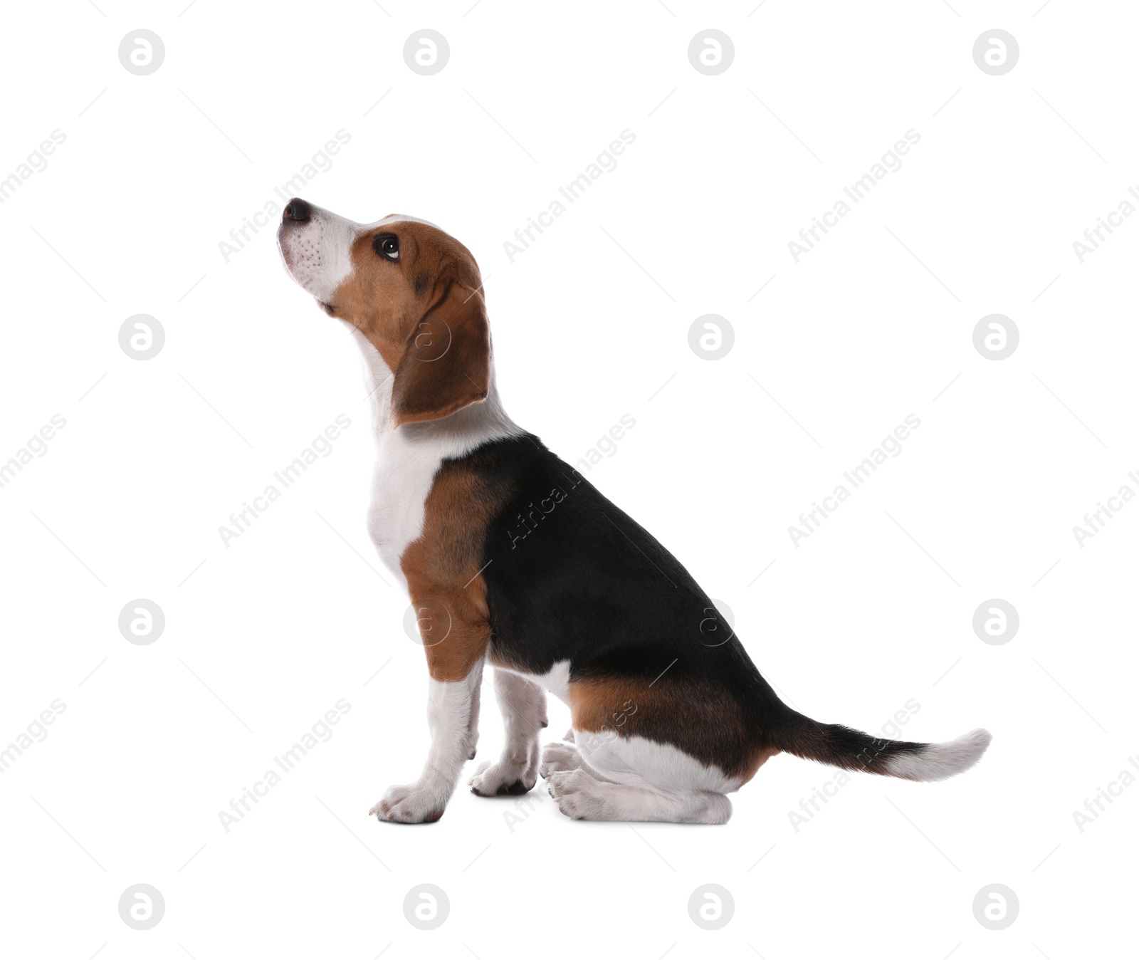 Cute Beagle puppy on white background. Adorable pet Photo of Cute Beagle puppy on white background. Adorable pet