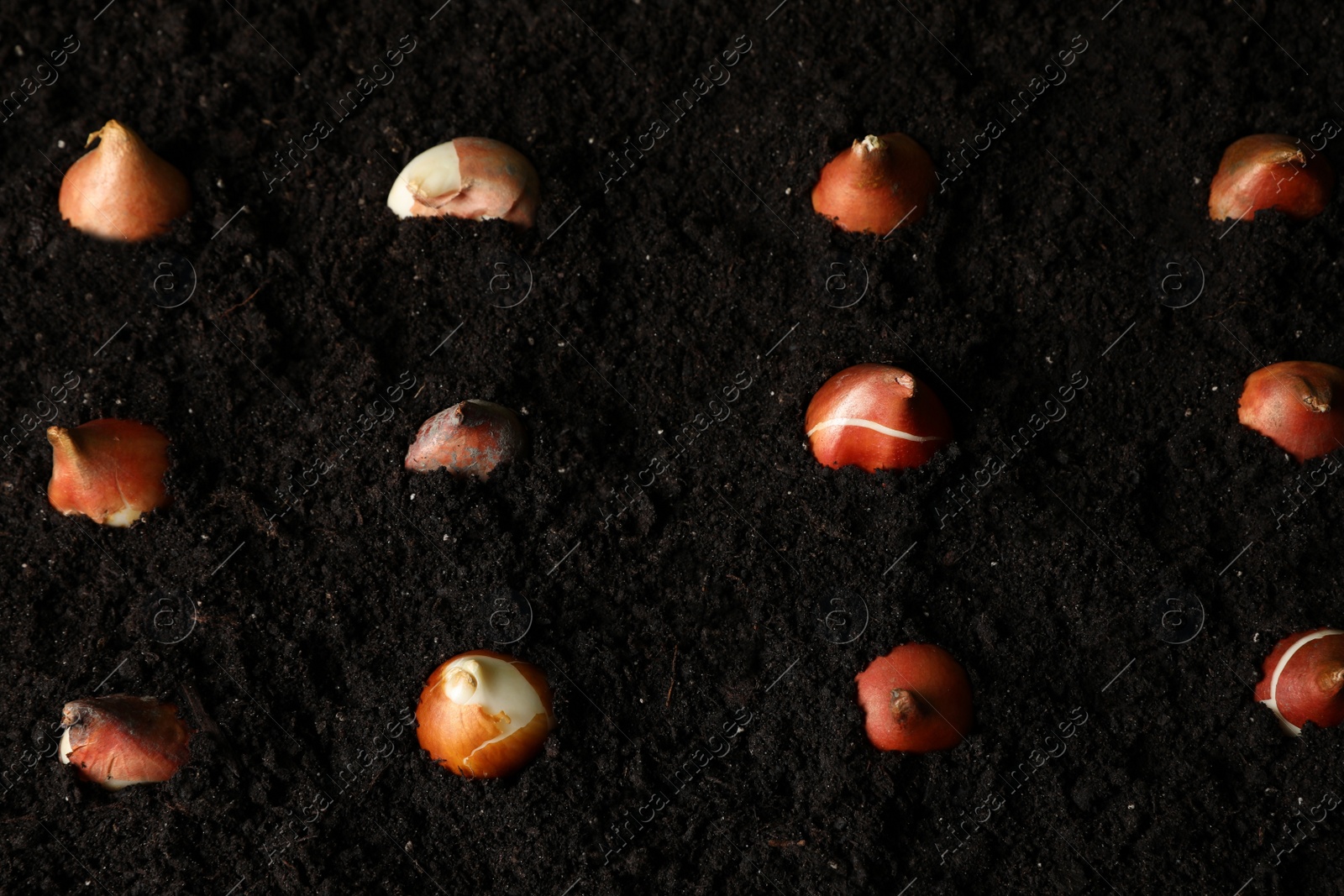 Many tulip bulbs in soil, above view Photo of Many tulip bulbs in soil, above view
