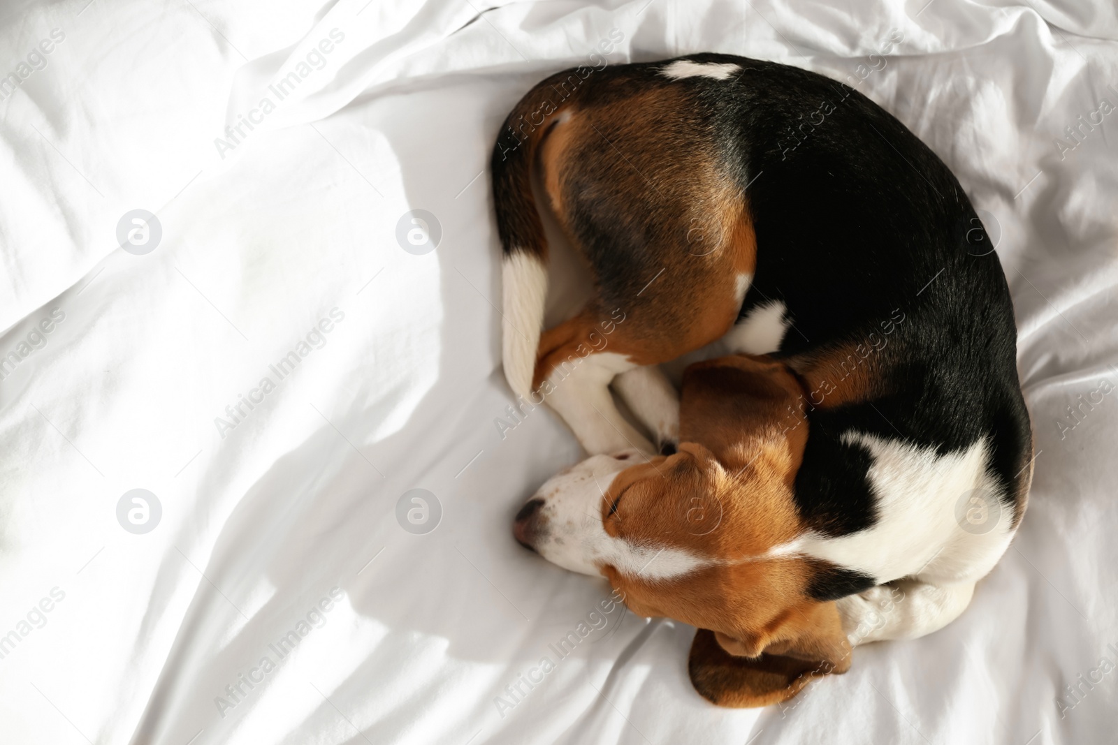 Cute Beagle puppy sleeping on bed, top view. Adorable pet Photo of Cute Beagle puppy sleeping on bed, top view. Adorable pet