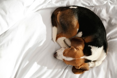 Cute Beagle puppy sleeping on bed, top view. Adorable pet Photo of Cute Beagle puppy sleeping on bed, top view. Adorable pet