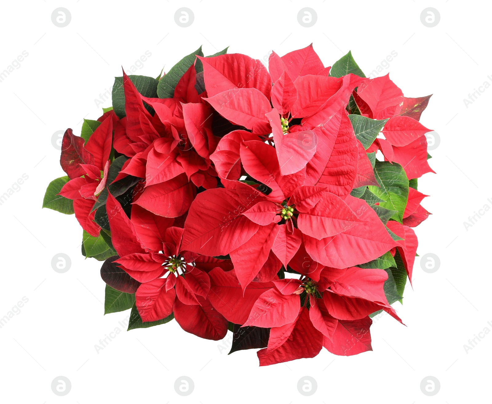 Red Poinsettia isolated on white, top view. Christmas traditional flower Photo of Red Poinsettia isolated on white, top view. Christmas traditional flower