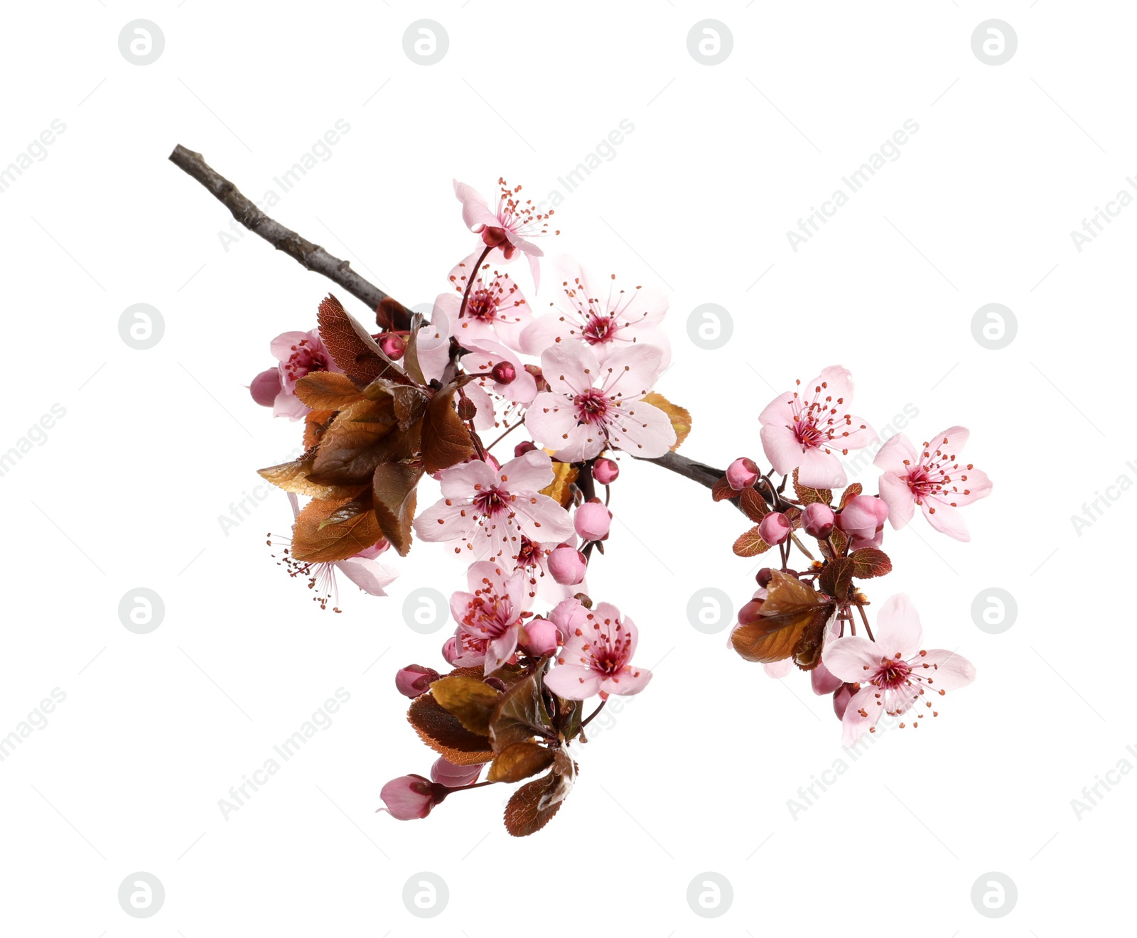 Cherry tree branch with beautiful pink blossoms isolated on white Photo of Cherry tree branch with beautiful pink blossoms isolated on white
