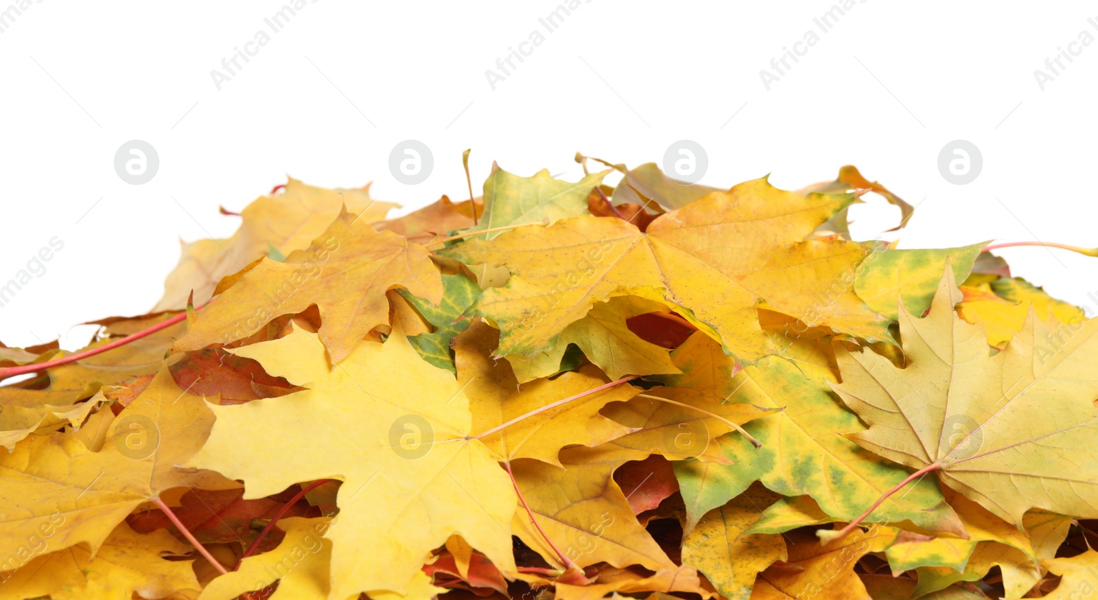 Pile of autumn leaves on white background Photo of Pile of autumn leaves on white background