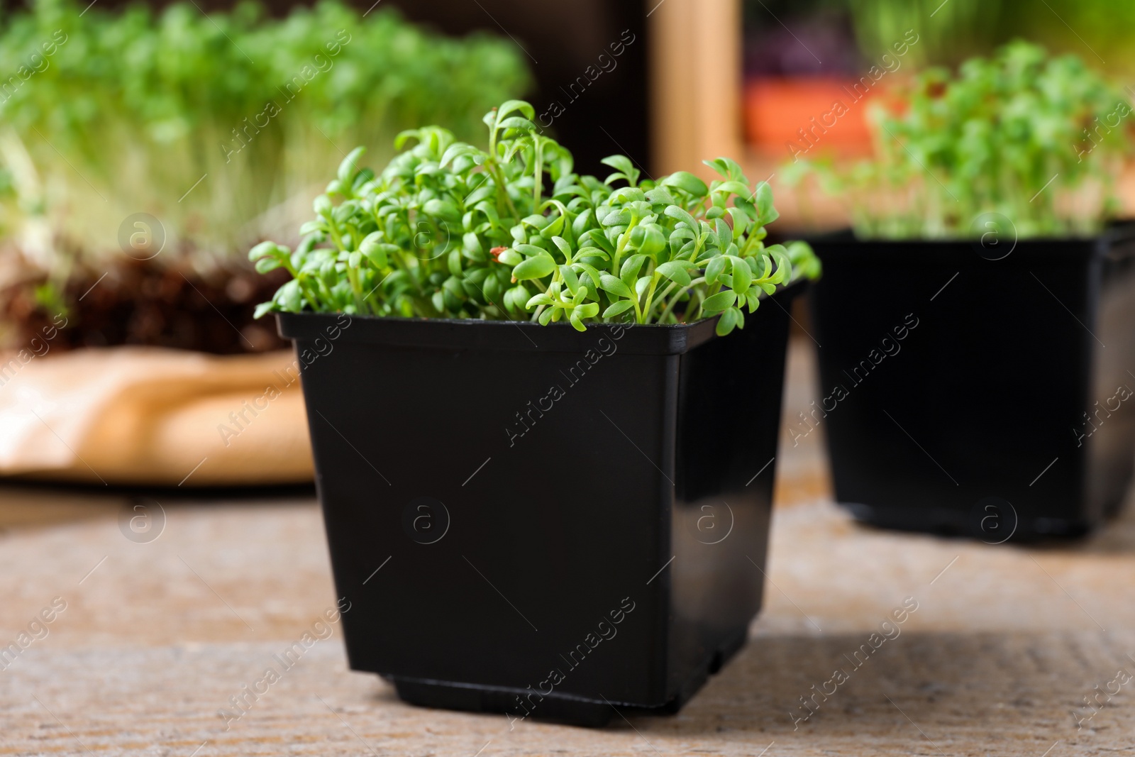 Fresh organic microgreen in plastic container on wooden table, closeup Photo of Fresh organic microgreen in plastic container on wooden table, closeup