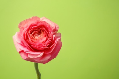 Beautiful ranunculus flower on color background Photo of Beautiful ranunculus flower on color background
