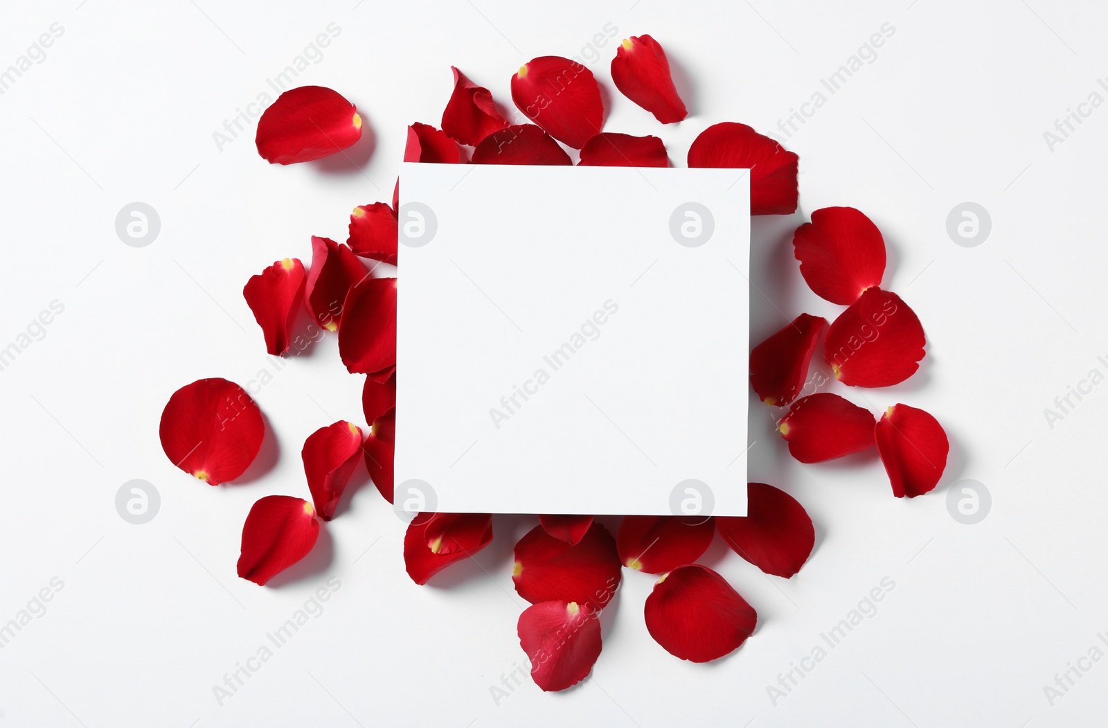 Blank greeting card and red rose petals on white background, top view. Valentine's day celebration Photo of Blank greeting card and red rose petals on white background, top view. Valentine's day celebration