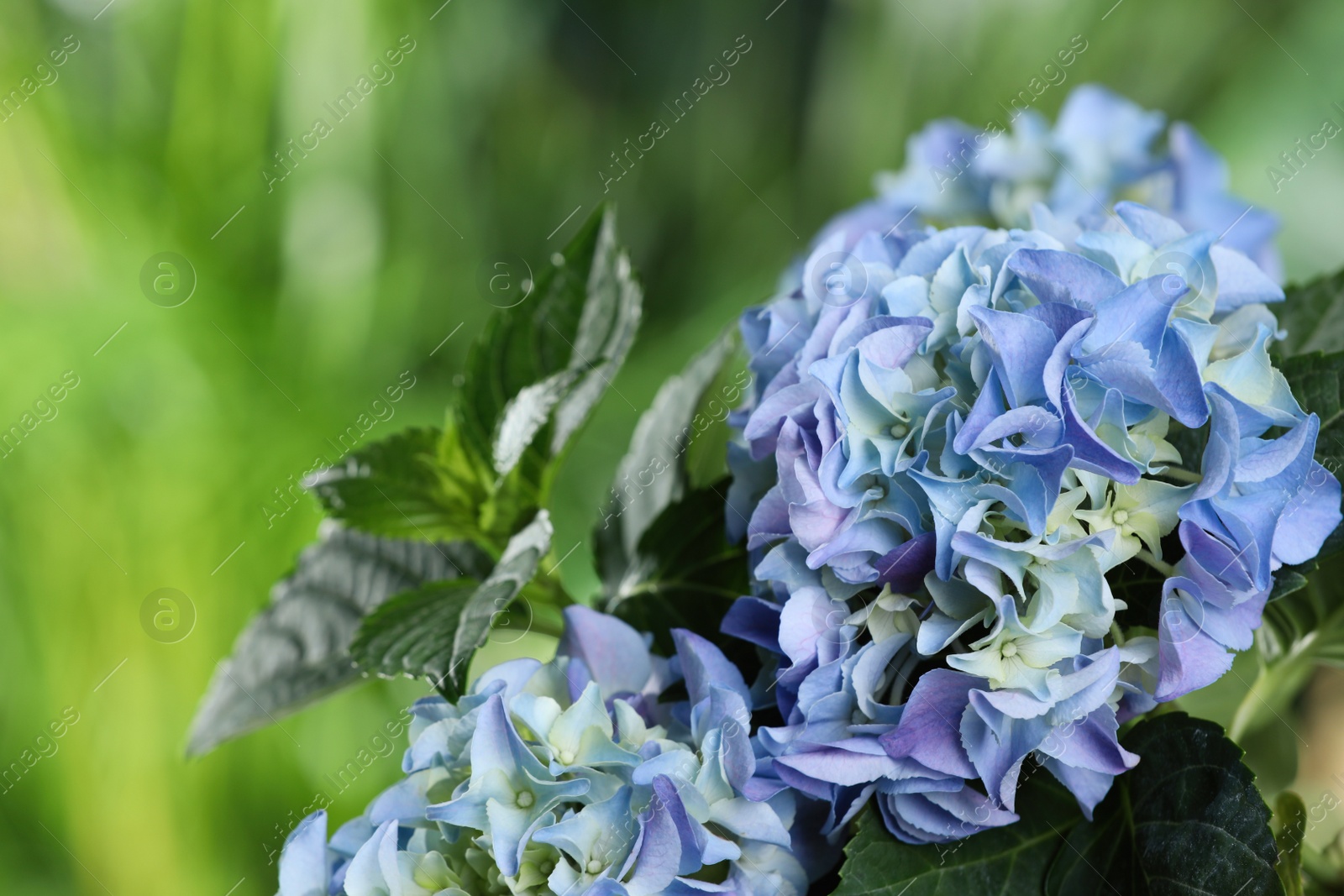 Beautiful hortensia plant with light blue flowers outdoors, closeup Photo of Beautiful hortensia plant with light blue flowers outdoors, closeup