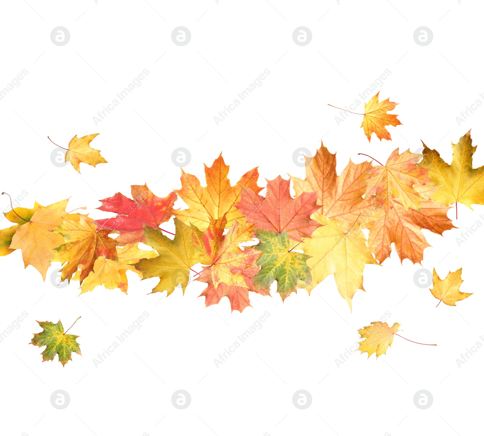 Image of Beautiful leaves isolated on white. Autumn season