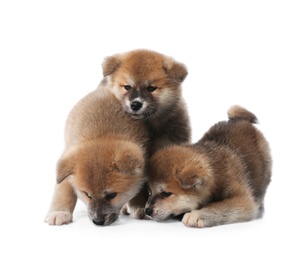 Adorable Akita Inu puppies on white background Photo of Adorable Akita Inu puppies on white background