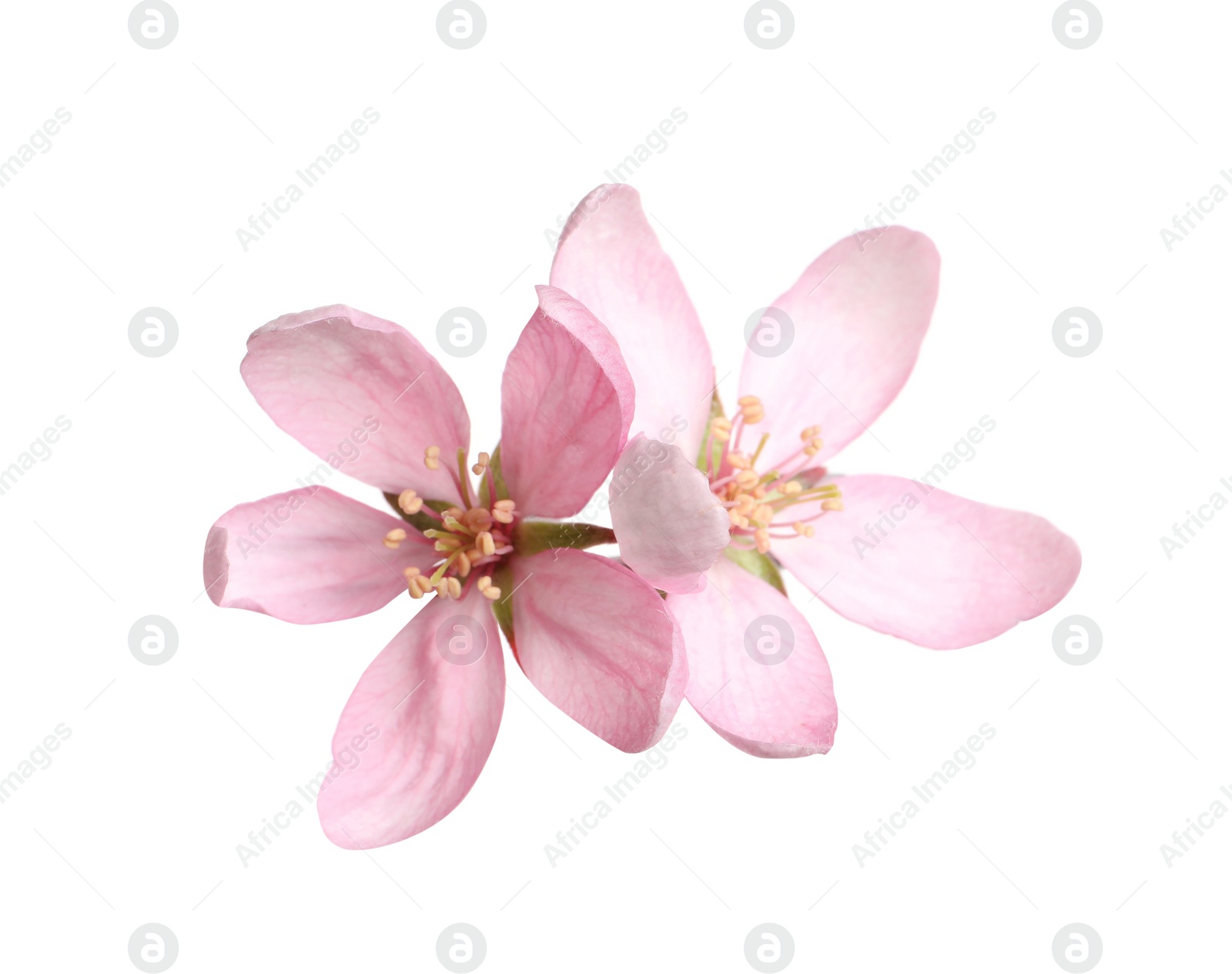 Beautiful sakura tree flowers on white background Photo of Beautiful sakura tree flowers on white background