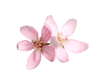 Beautiful sakura tree flowers on white background Photo of Beautiful sakura tree flowers on white background
