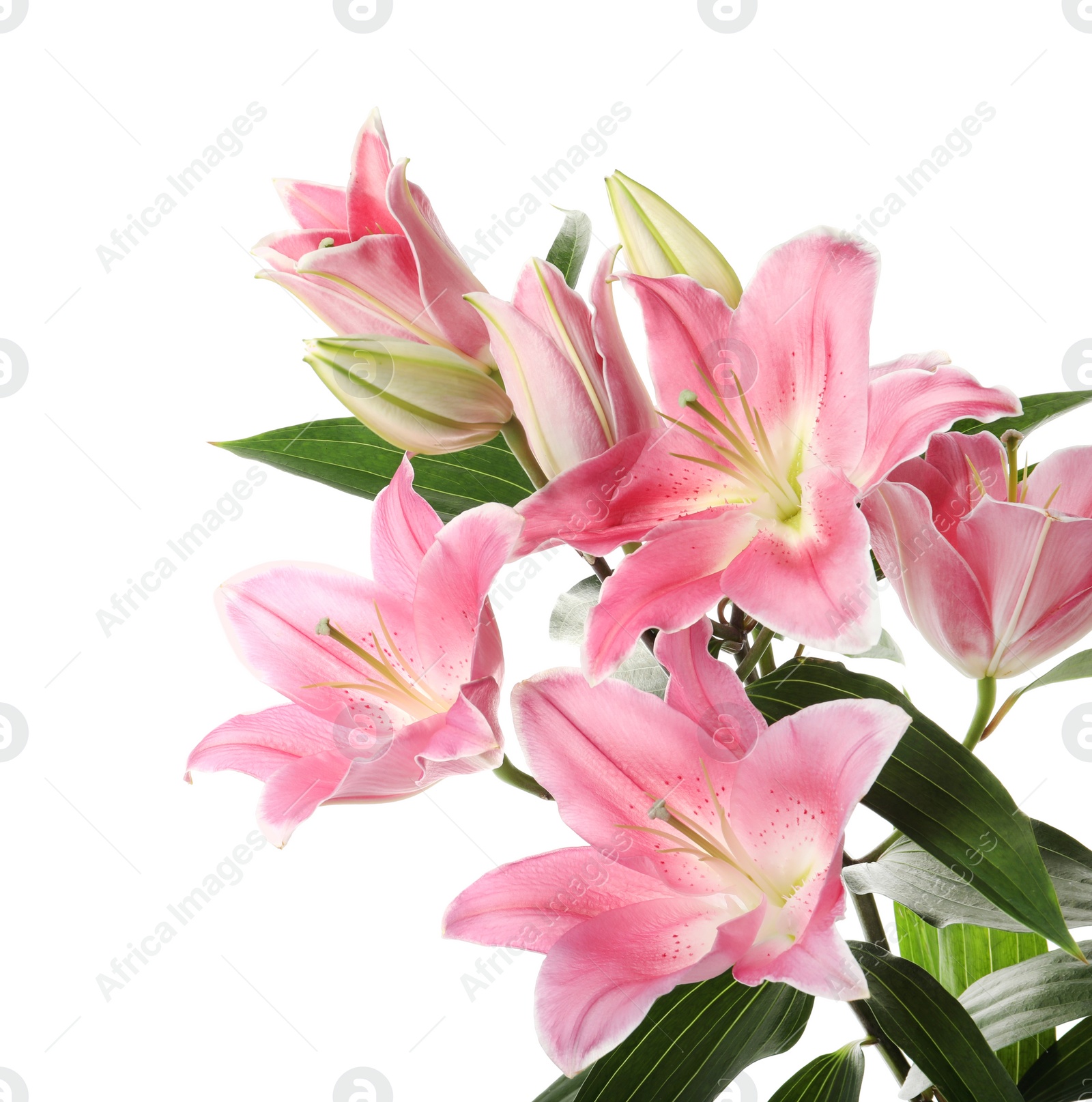 Photo of Beautiful pink lily flowers on white background